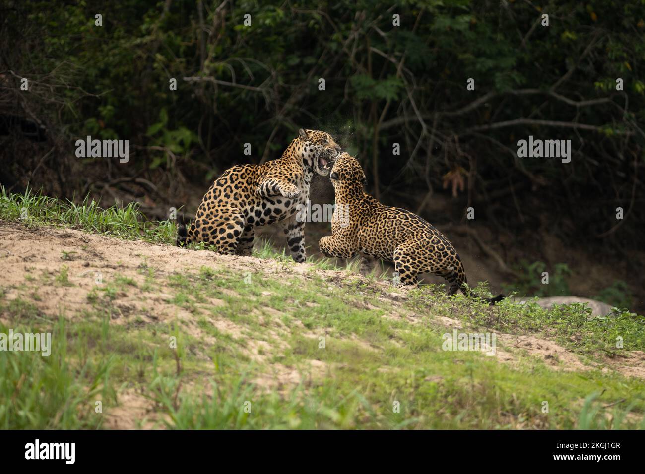 A Jaguar pair fighting in North Pantanal, Brazil Stock Photo
