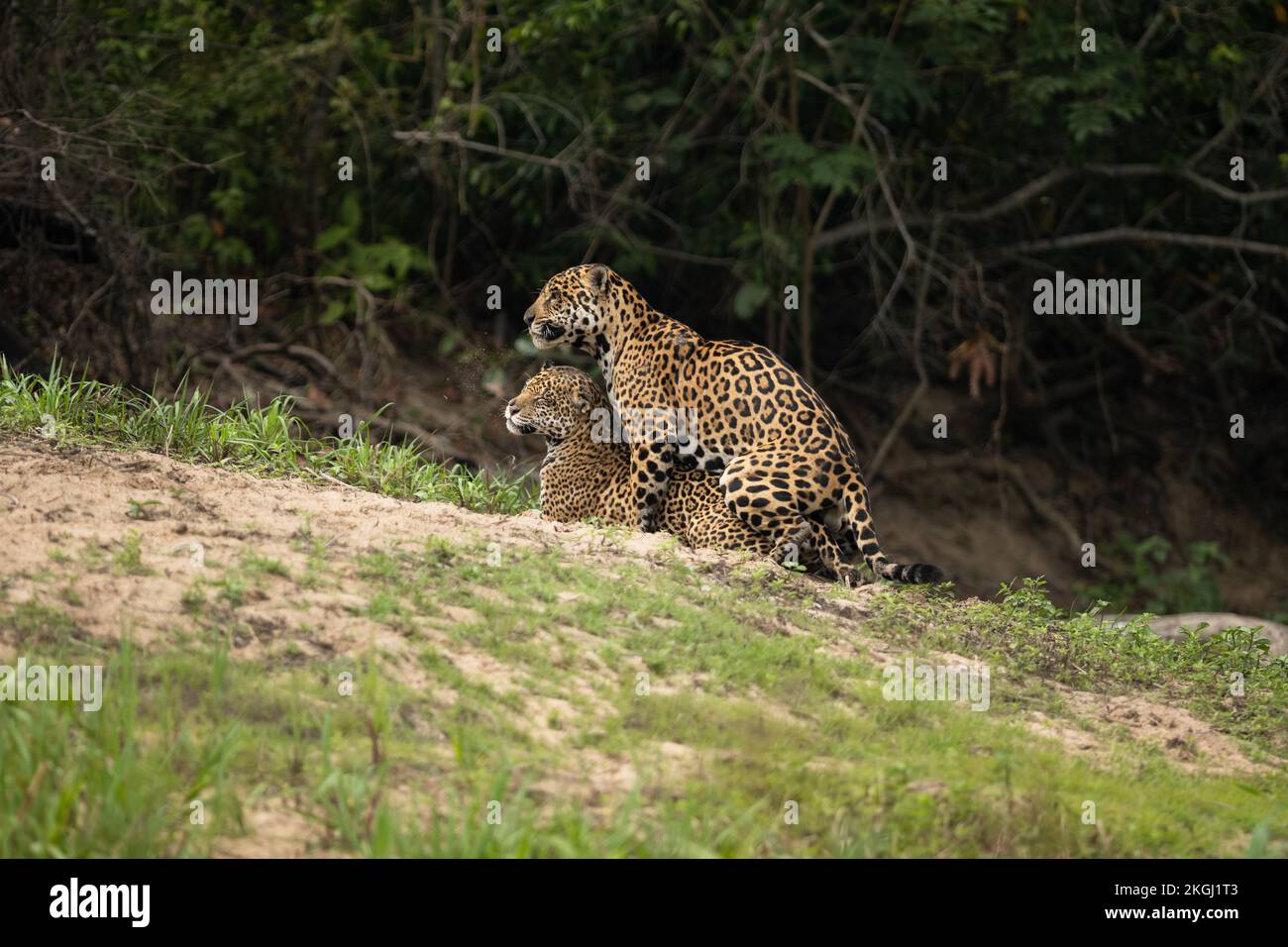 Jaguars mating in North Pantanal, Brazil Stock Photo