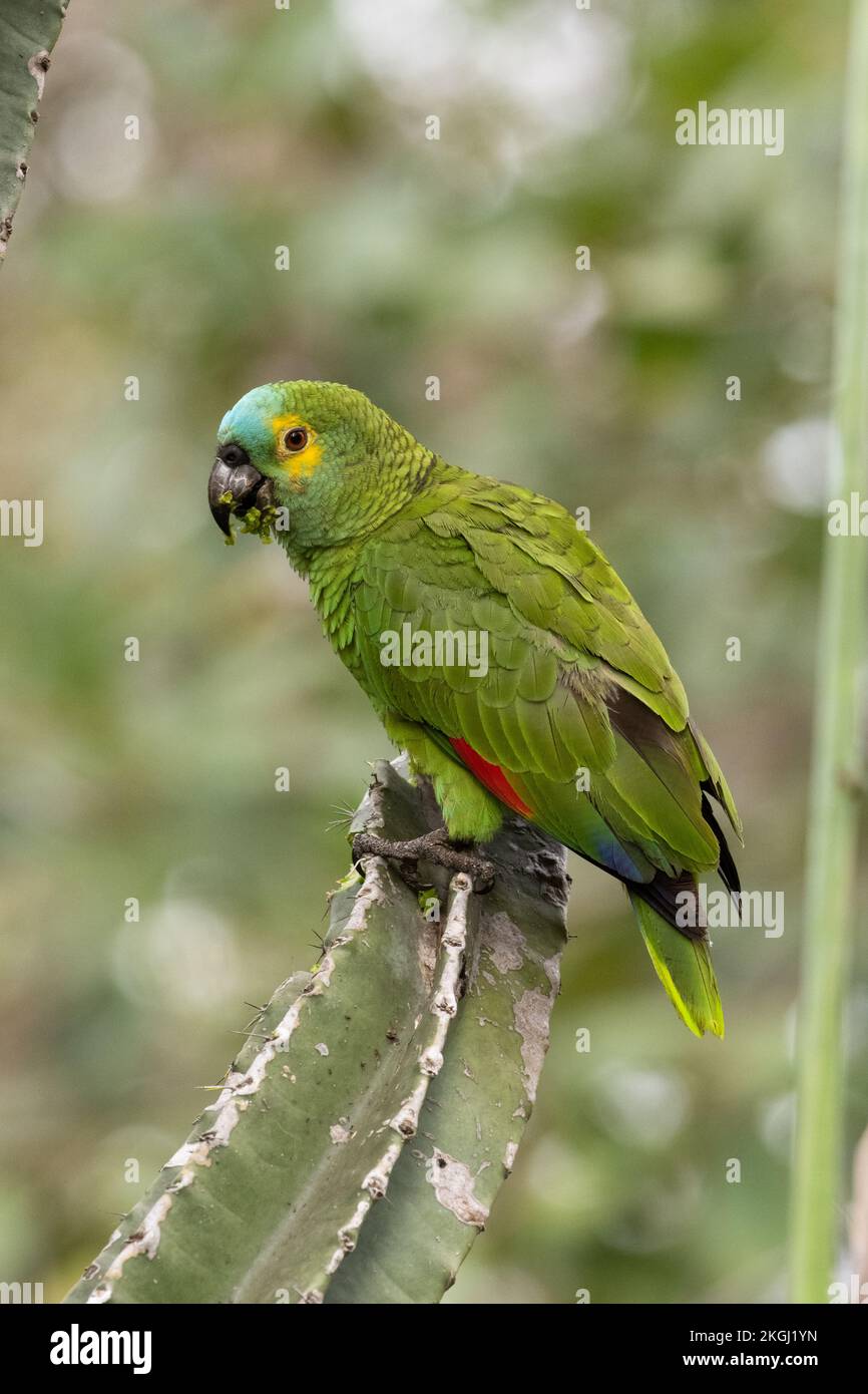 A Blue-fronted Parrot (Amazona aestiva) from the Pantanal, Brazil Stock Photo