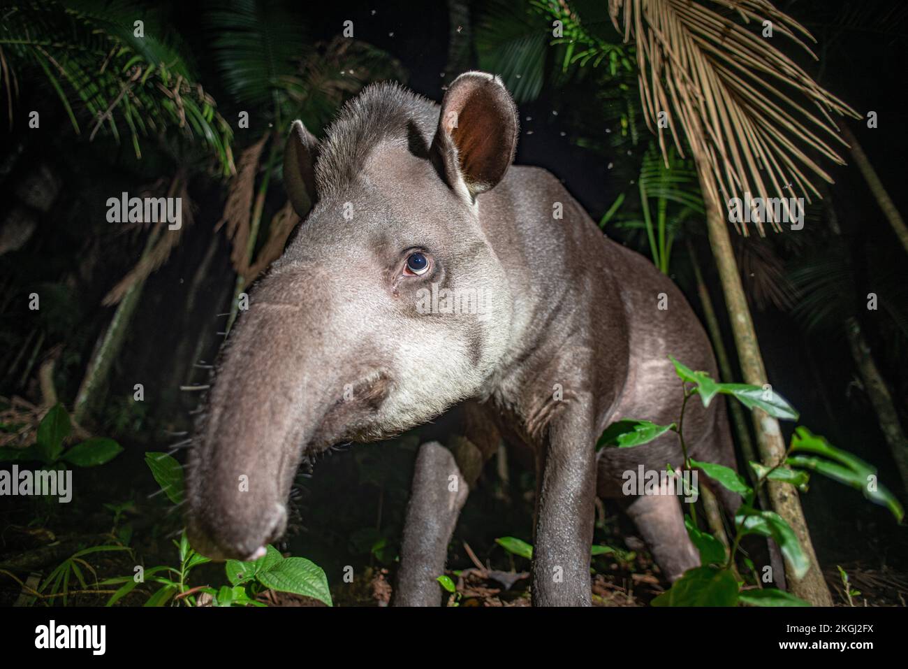 A Lowland Tapir (Tapirus terrestris) from the Atlantic Rainforest of SE Brazil Stock Photo