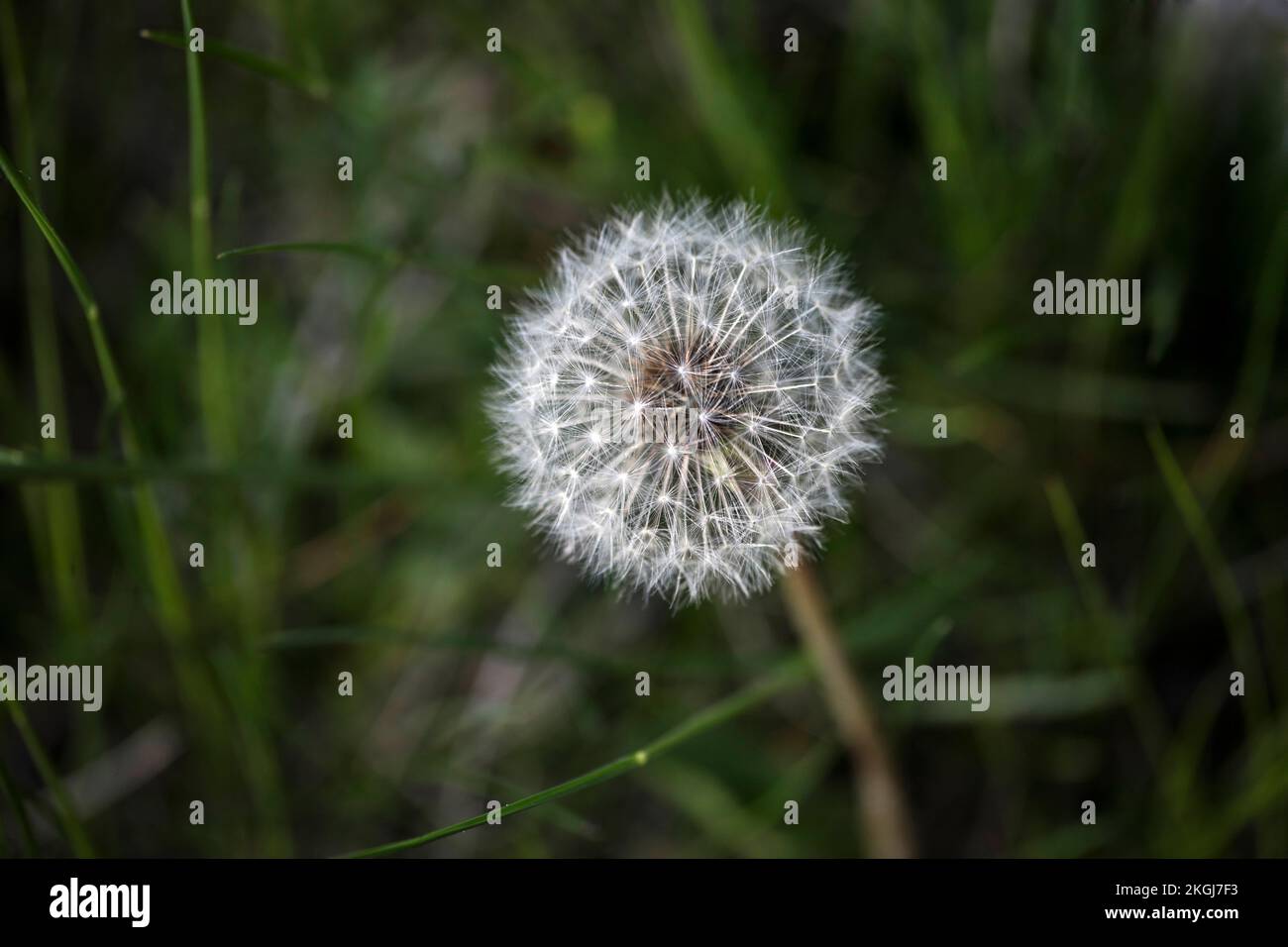 Dandelion clock illustration hi-res stock photography and images - Alamy