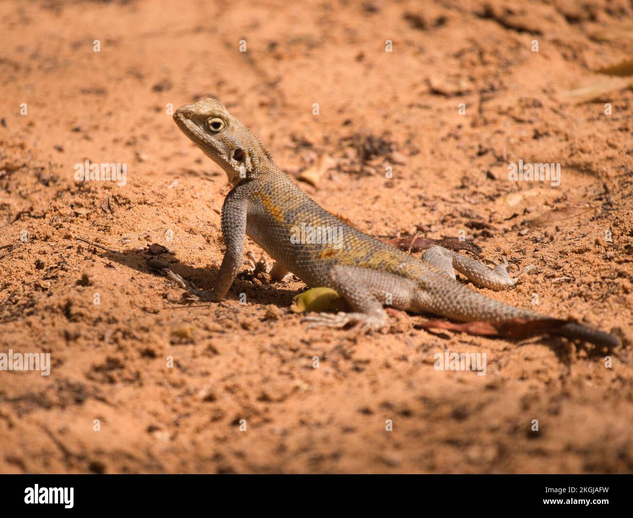 A closeup shot of a savigny's agama (Trapelus savignii) lizard on the sand Stock Photo