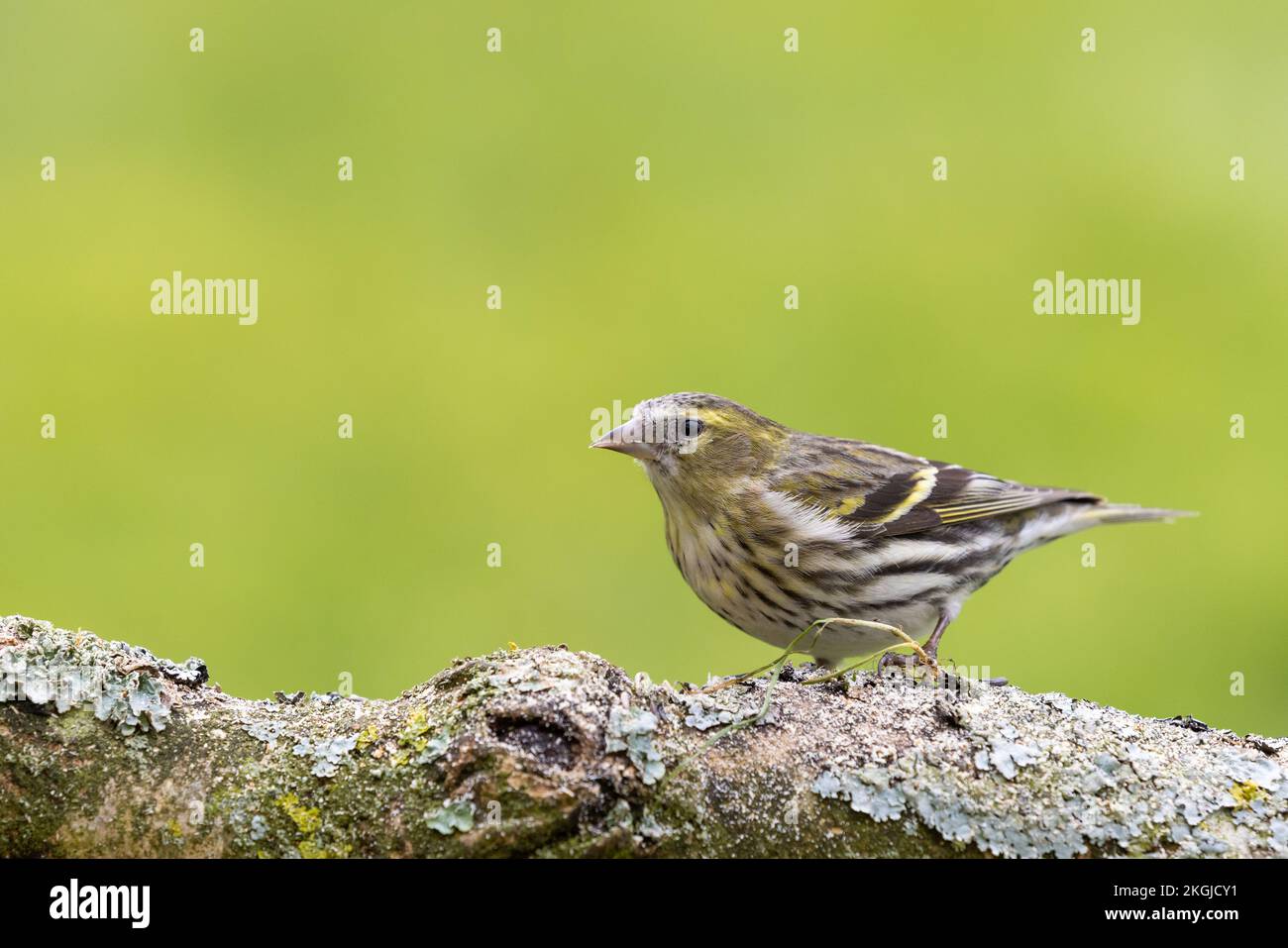 Female Siskin [ Spinus spinus ] perched on lichen covered branch with clean out of focus green background Stock Photo