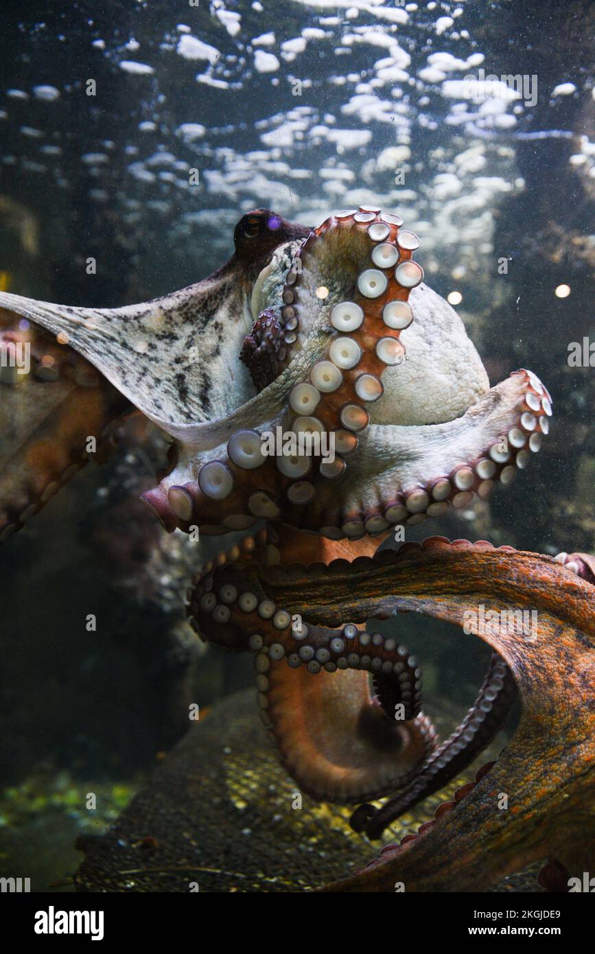Octopus in the aquarium. Common octopus (Octopus vulgaris). Wild animal