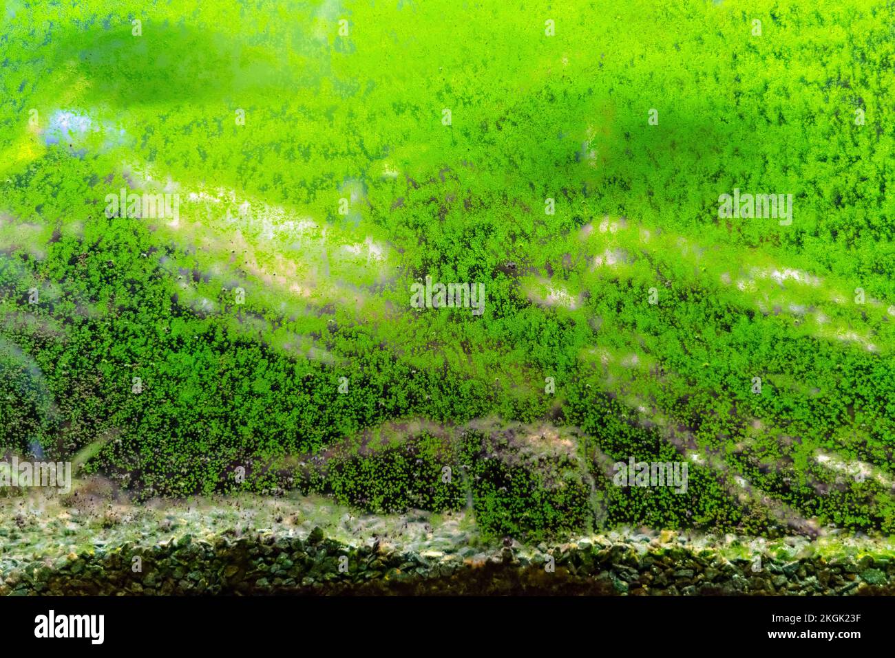 Dirty glass of aquarium. Algae growing on the surface of fish tank