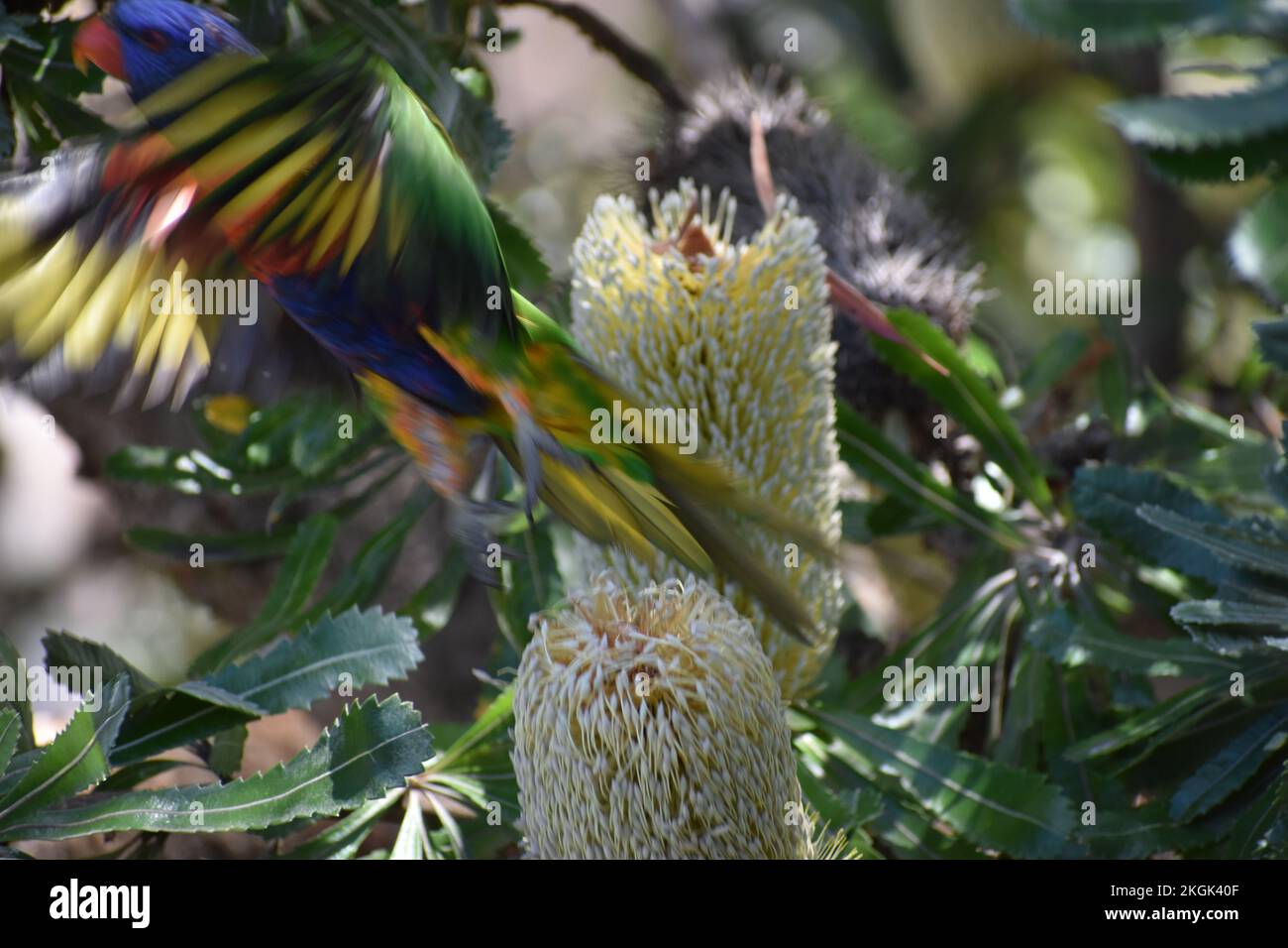 Rainbow lorikeet flying on banksia tree Stock Photo