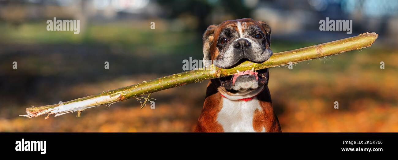 Close-up portrait of a dog, boxer breed, with a stick in his teeth. Photo format 3x1. Stock Photo