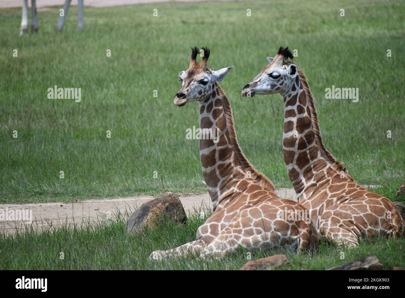 Two Giraffes chilling at Australia zoo, Queensland Stock Photo