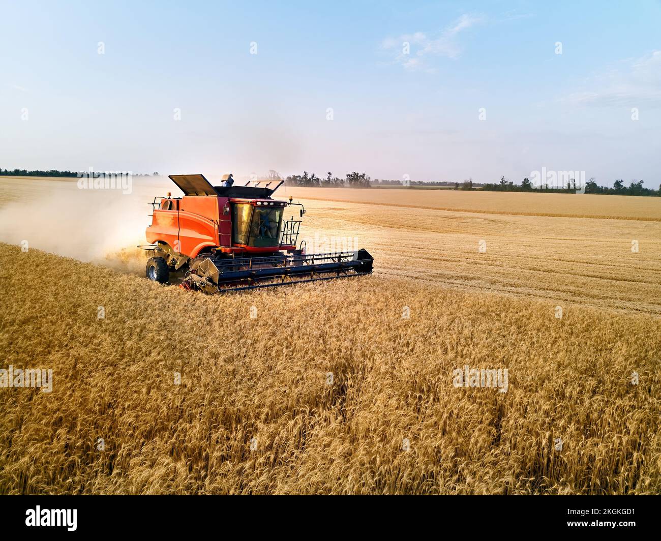 Aerial drone photo of red harvester working in wheat field on sunset ...