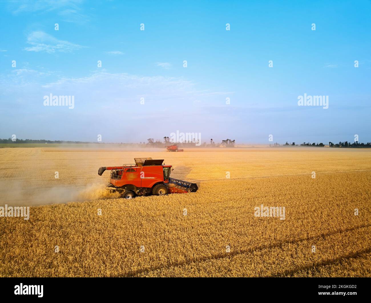 Aerial drone photo of red harvester working in wheat field on sunset ...