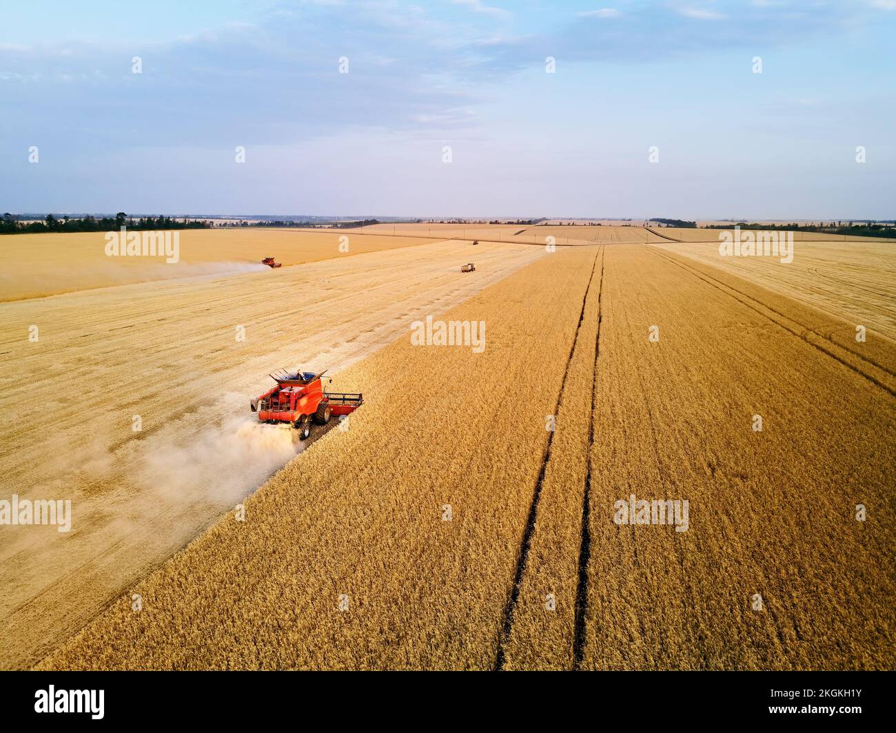 Aerial drone photo of red harvester working in wheat field on sunset ...