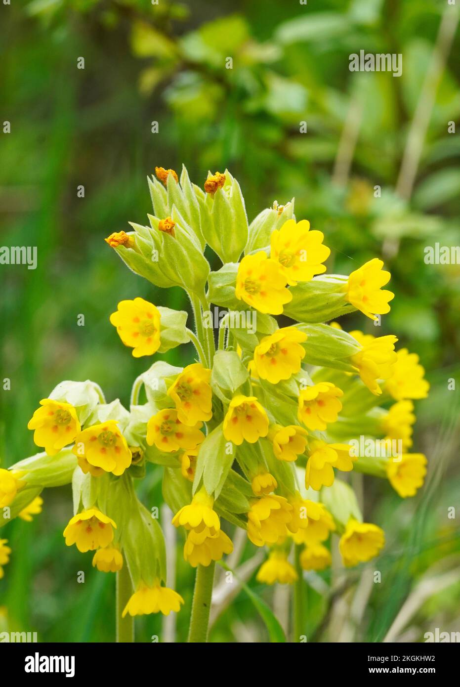 Blooming cowslip in the garden. Yellow flowers close-up. Primula veris. Stock Photo