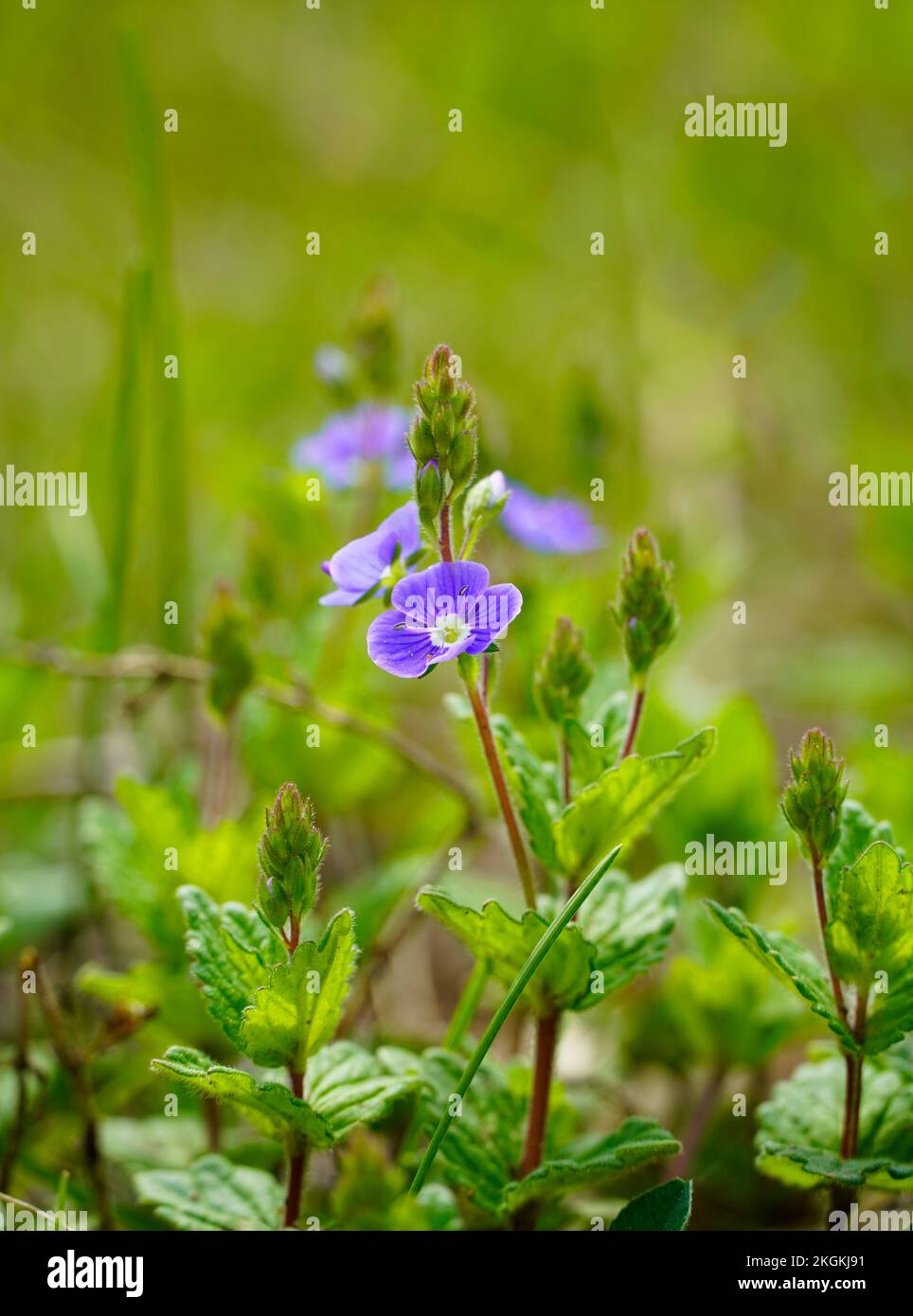 Flowering speedwell in nature. Plant closeup with blue flowers. Veronica. Stock Photo