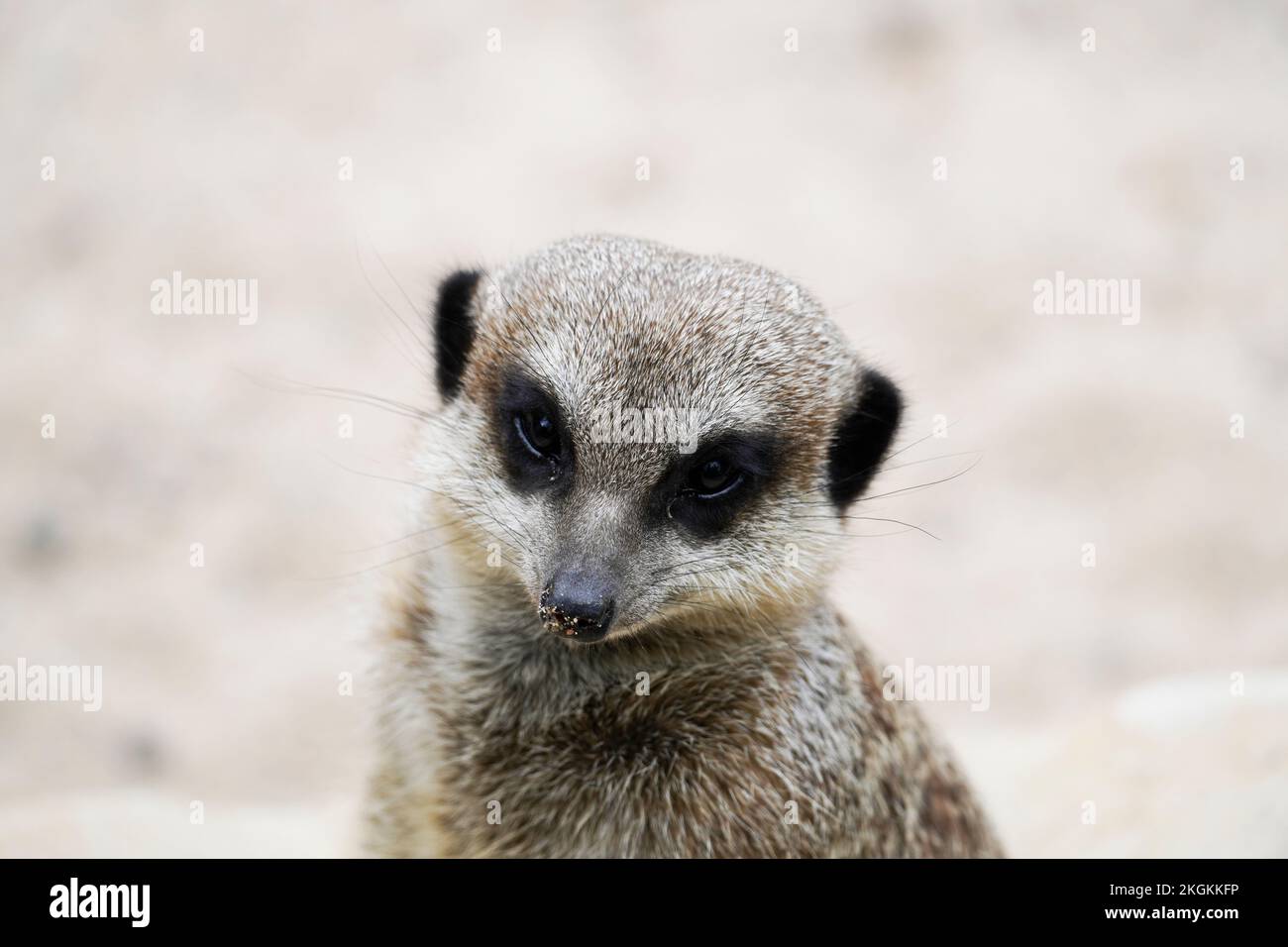 Portrait of a meerkat with a light background. Suricata suricatta. Stock Photo