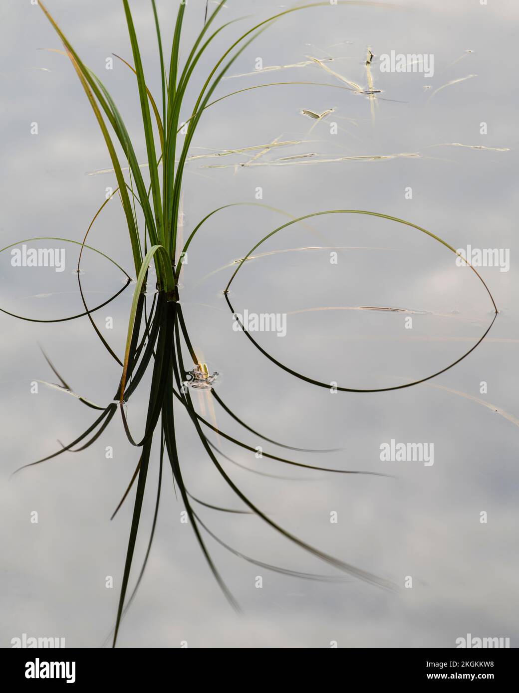 Aquatic plants in a beaverpond at dusk, Greater Sudbury, Ontario
