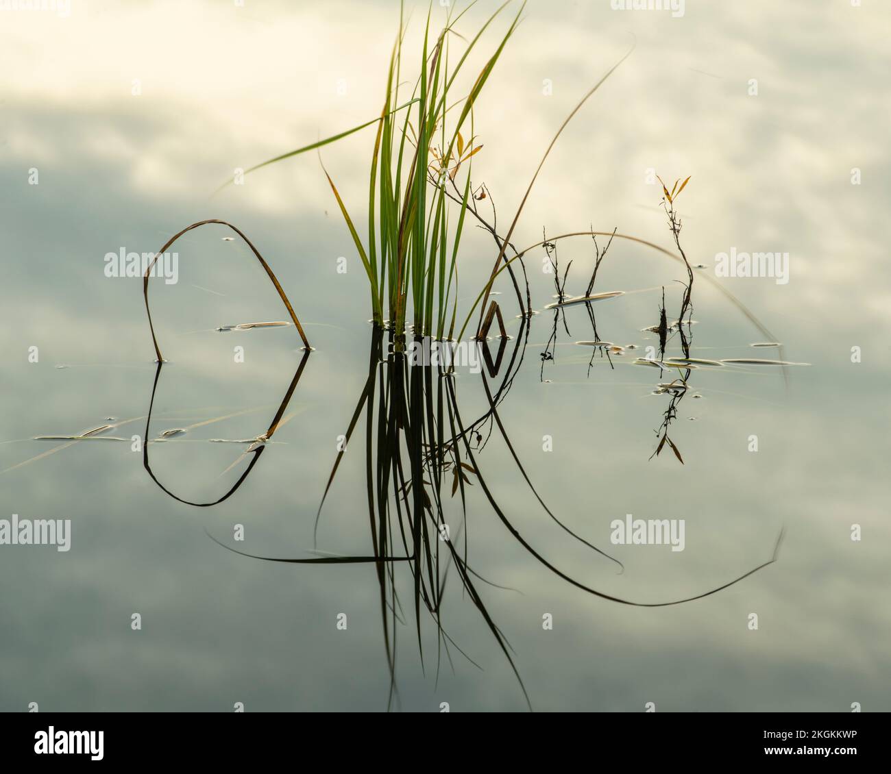 Aquatic plants in a beaverpond at dusk, Greater Sudbury, Ontario