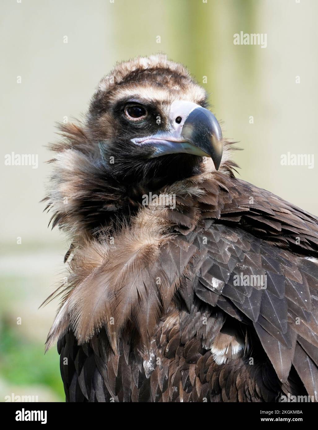 Portrait of a vulture. Close-up of the bird. Stock Photo