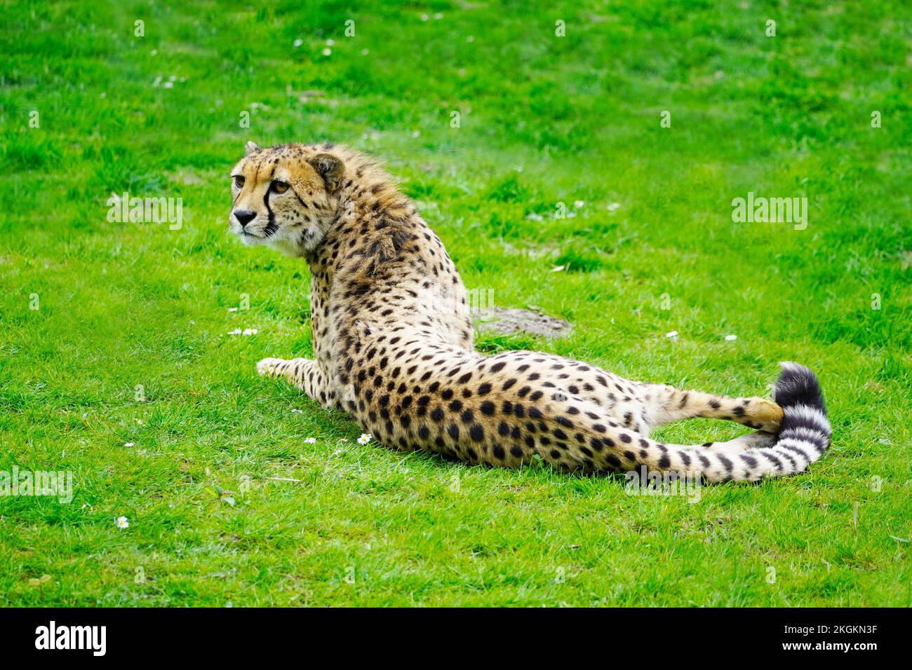 Portrait of a cheetah on a green meadow. Acinonyx jubatus. Stock Photo