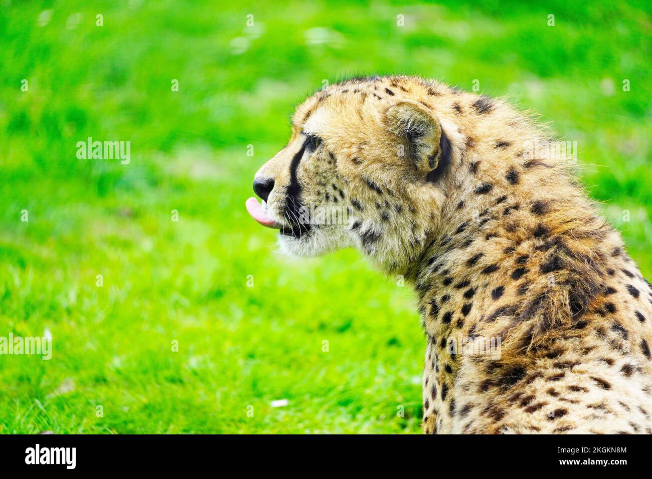 Portrait of a cheetah on a green meadow. Acinonyx jubatus. Stock Photo