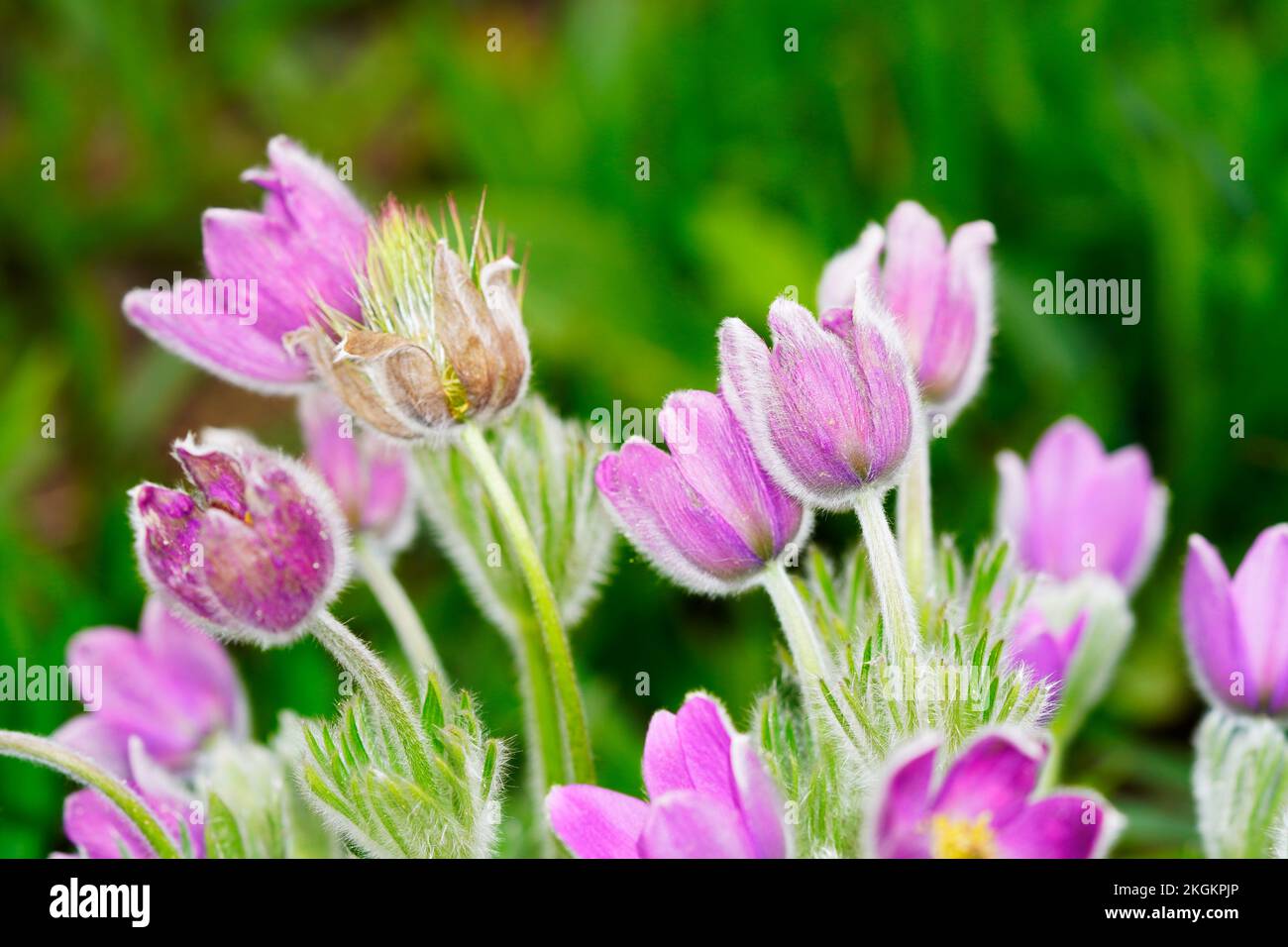 Flowers of the Pasque Flower, Anemone pulsatilla. Flowering plant close-up. Stock Photo