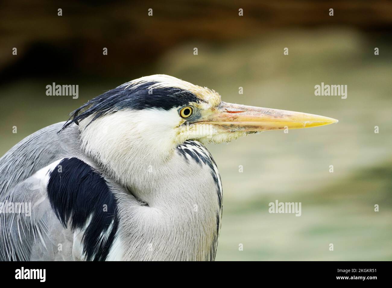 Portrait of the gray heron in side close-up. Ardea cinerea. Stock Photo