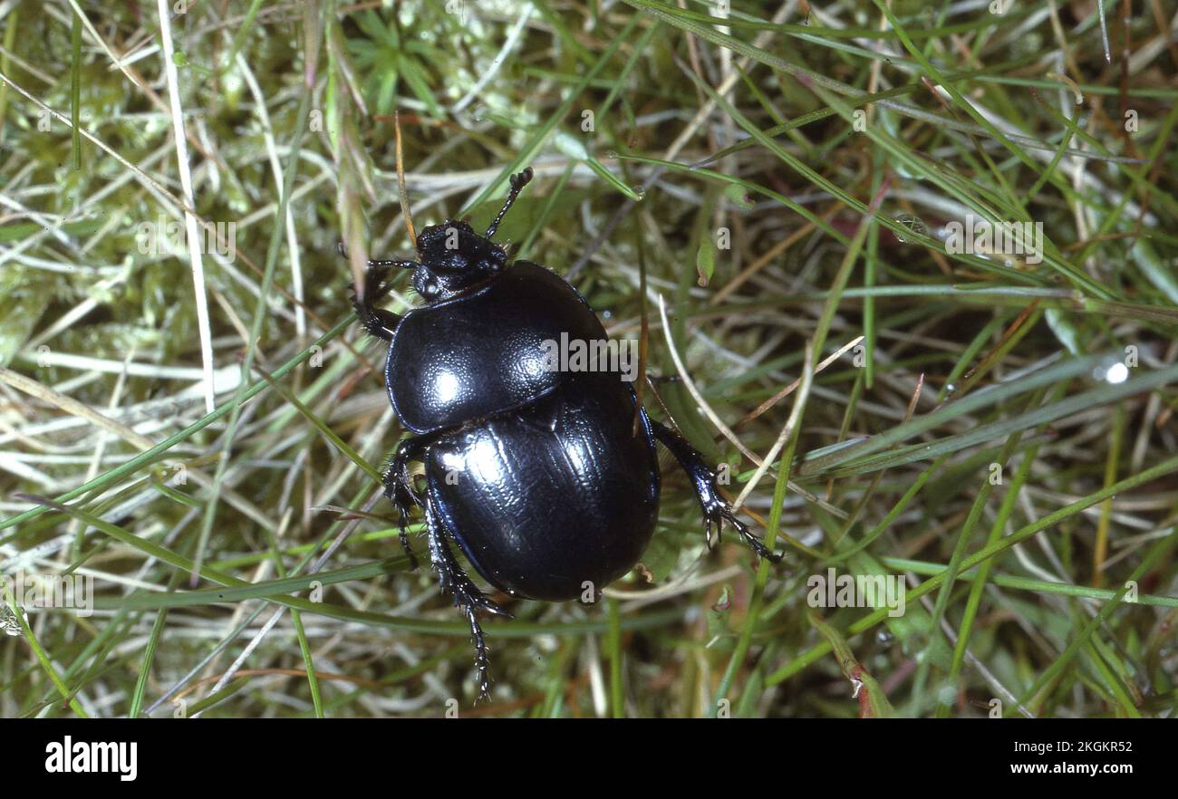 Common Dumble Dor Beetle Stock Photo