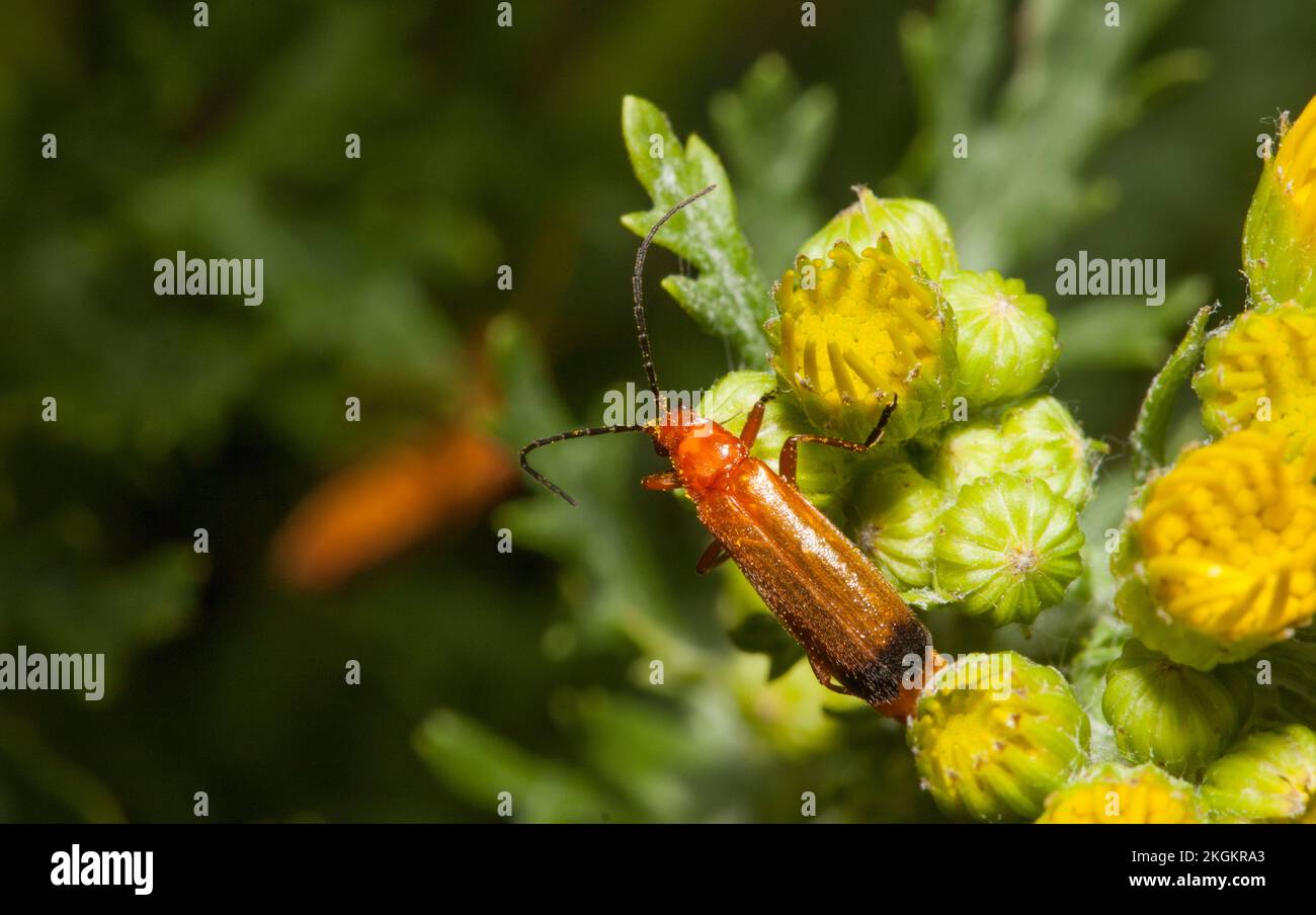 Common Red Soldier Beetle Stock Photo Alamy