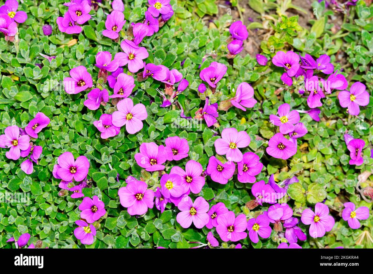 Greek rockcress close-up. Flowering ground cover for the garden. Aubrieta deltoidea. Stock Photo
