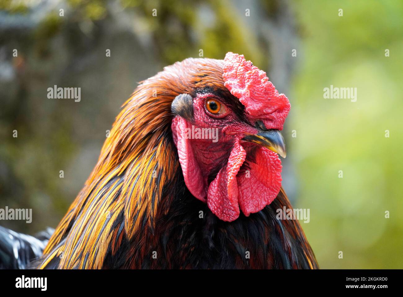 Portrait of a rooster. Stock Photo