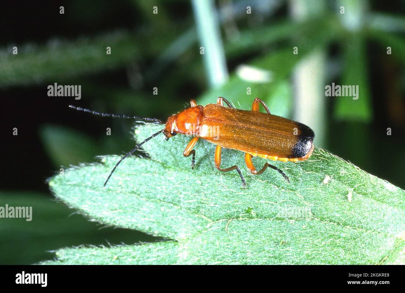 Common Red Soldier Beetle Stock Photo Alamy