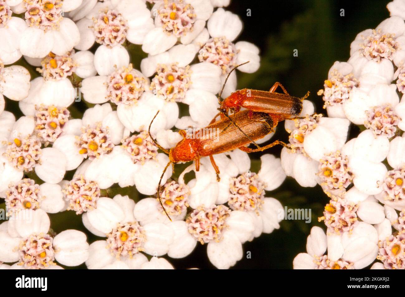 Common Red Soldier Beetle Stock Photo Alamy