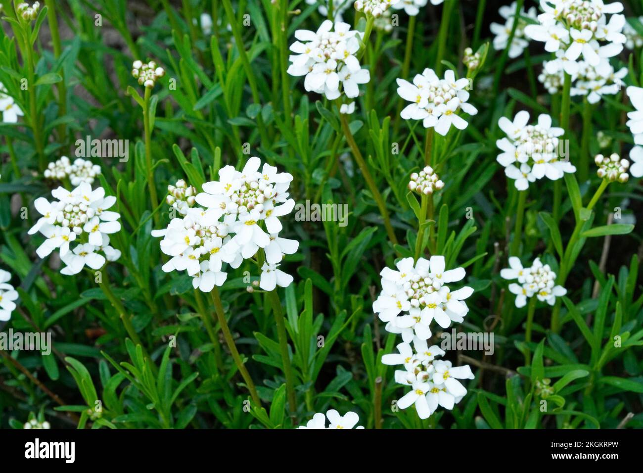 Close-up of the white flowers of the evergreen candytuft. Iberis sempervirens. Stock Photo
