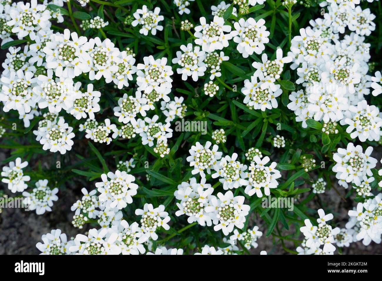 Close-up of the white flowers of the evergreen candytuft. Iberis sempervirens. Stock Photo
