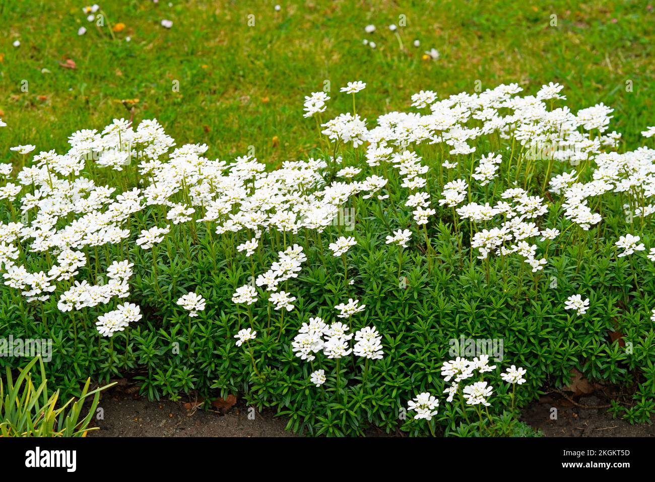 Close-up of the white flowers of the evergreen candytuft. Iberis sempervirens. Stock Photo