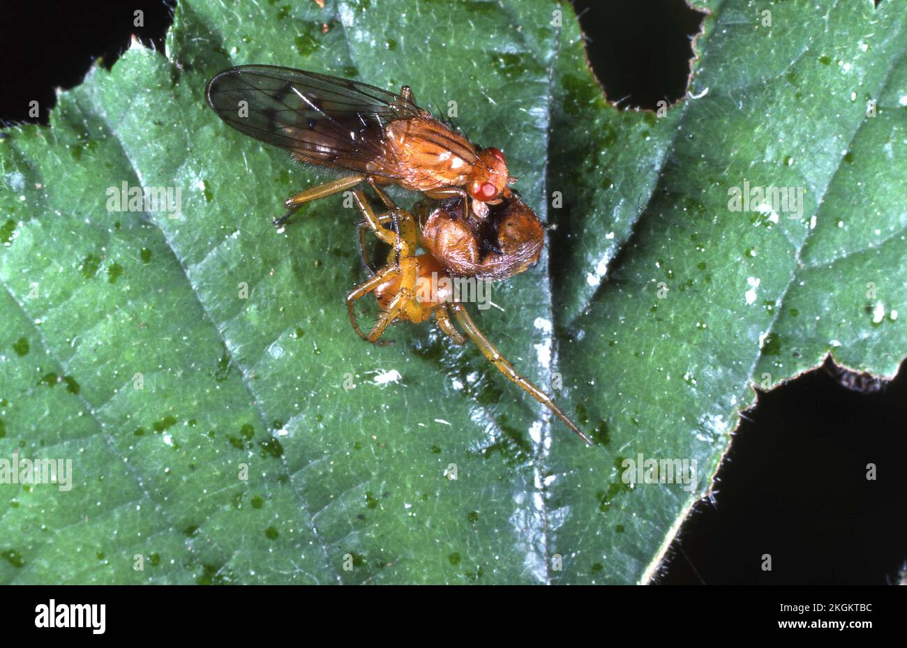 Yellow Clusiid fly feeding on a spider Stock Photo