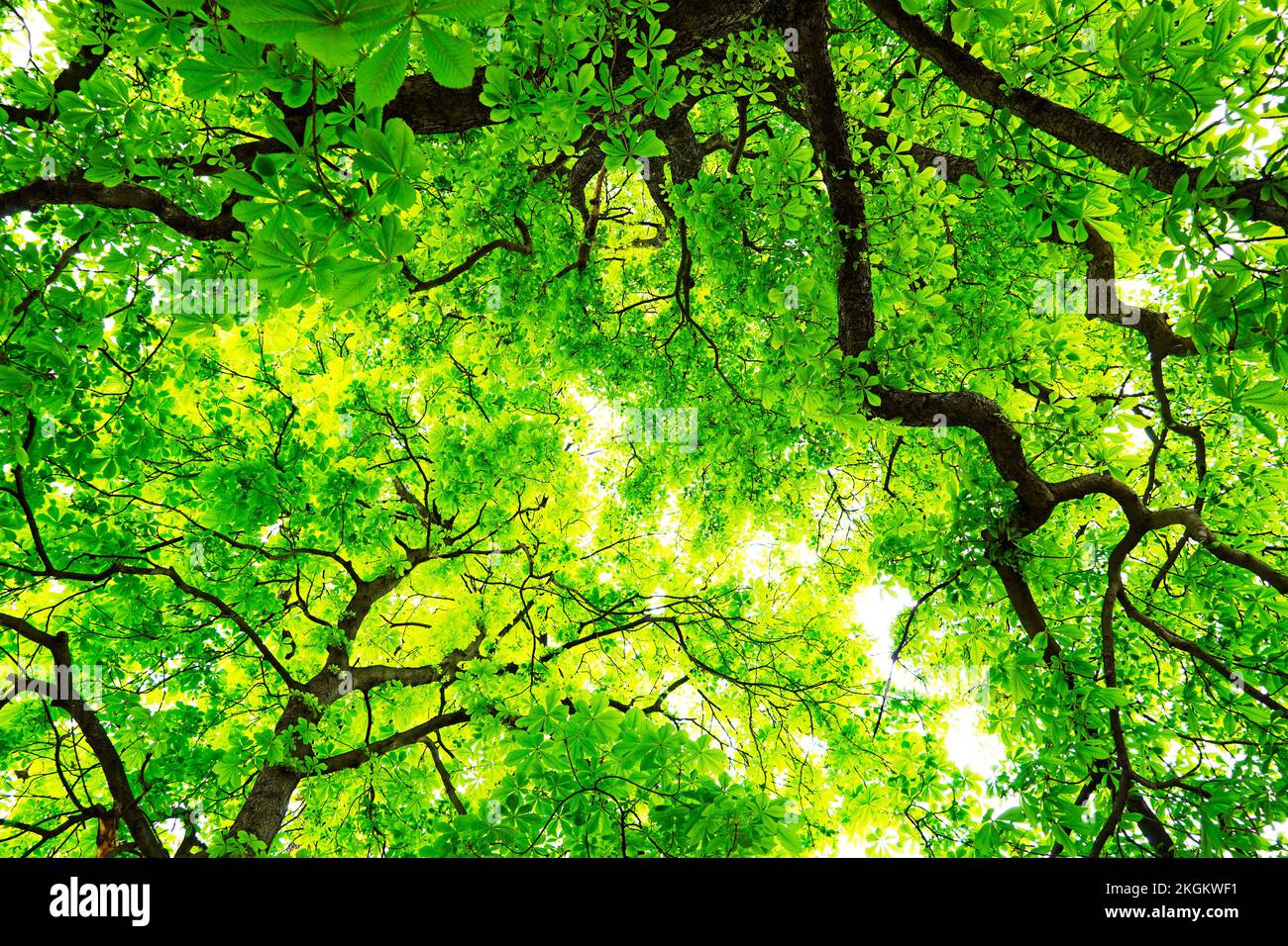 View of the crown of a chestnut tree with fresh leaves. Green natural background in summer. Stock Photo