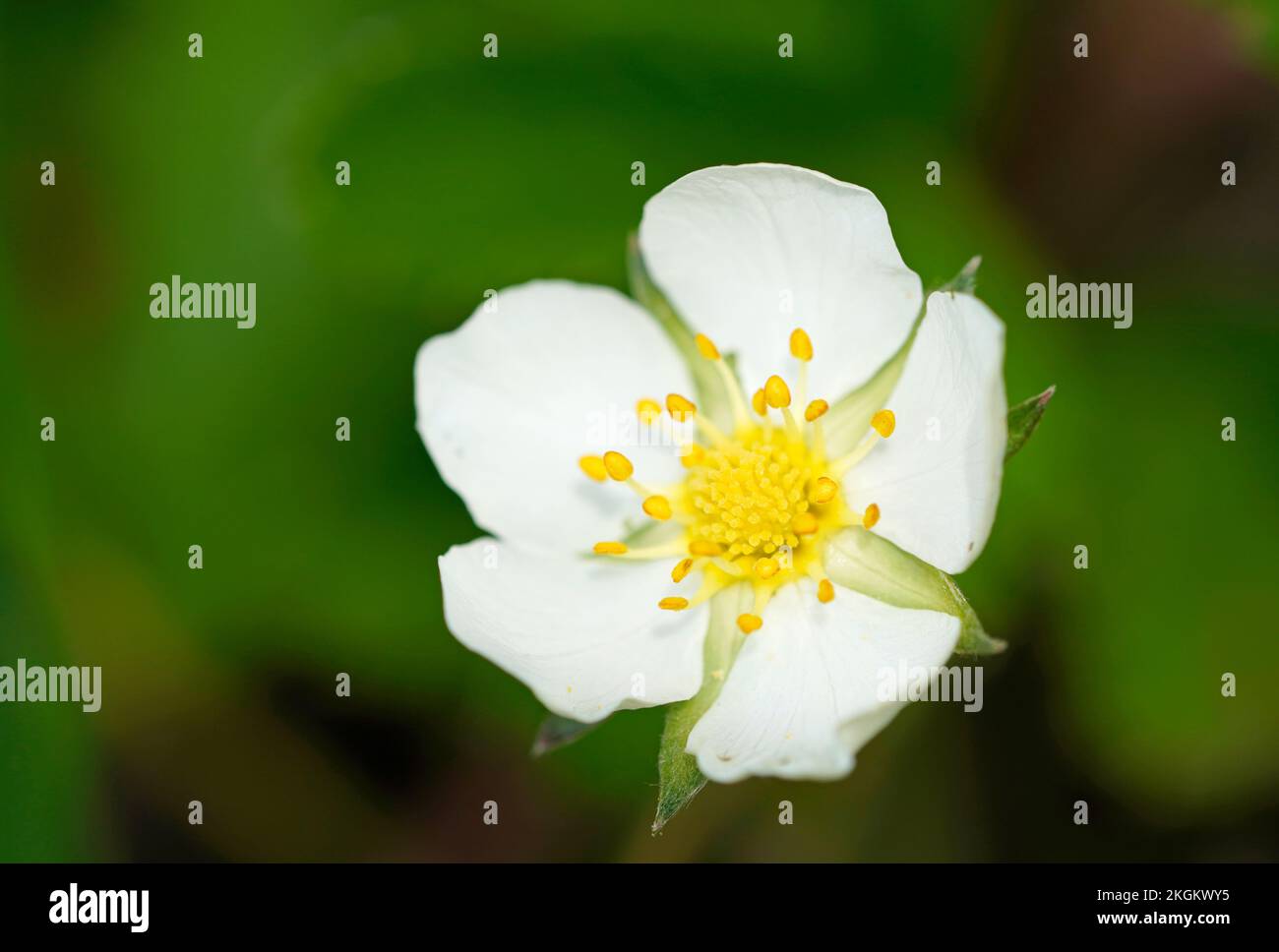 Flowering hill strawberry. Close-up of the plant in nature. Fragaria viridis. Stock Photo