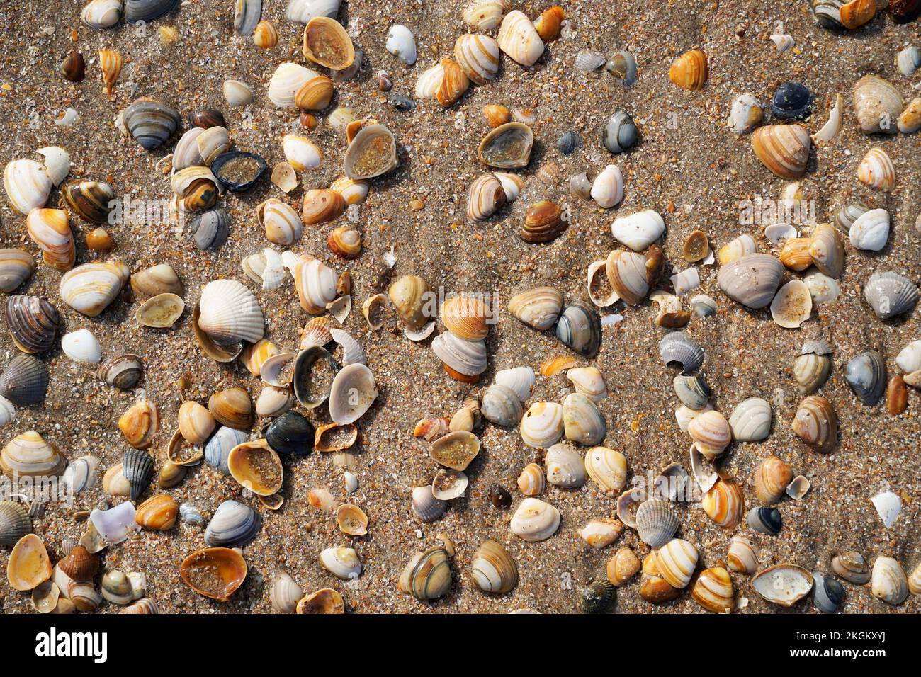 Colorful shells on the beach. Dutch North Sea coast. Stock Photo