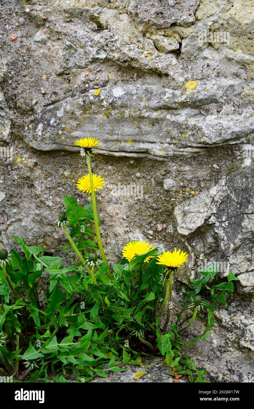 Blooming dandelions on a stone wall. Stock Photo