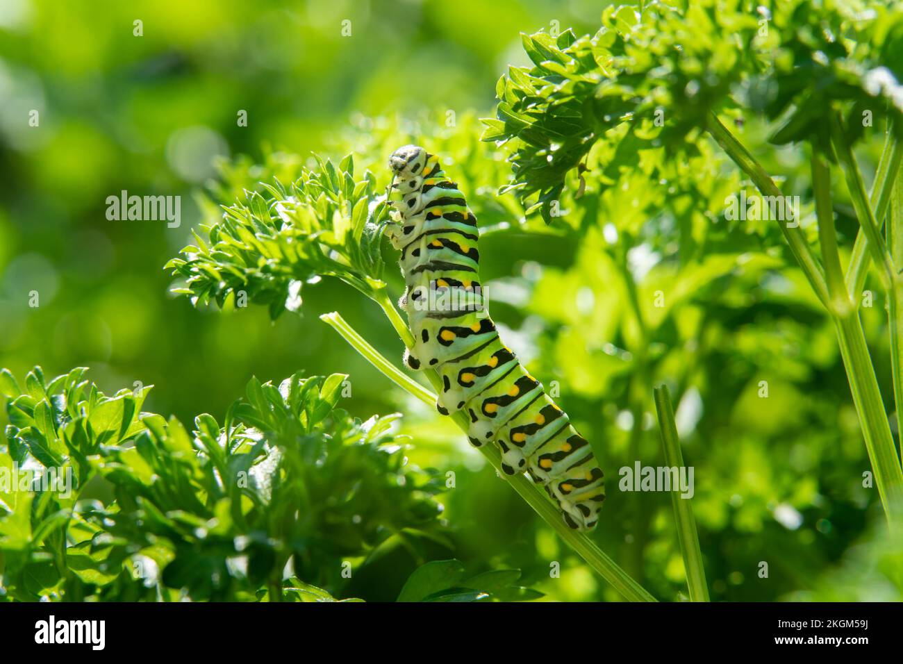 A caterpillar eats the leaves of a garden plant Stock Photo