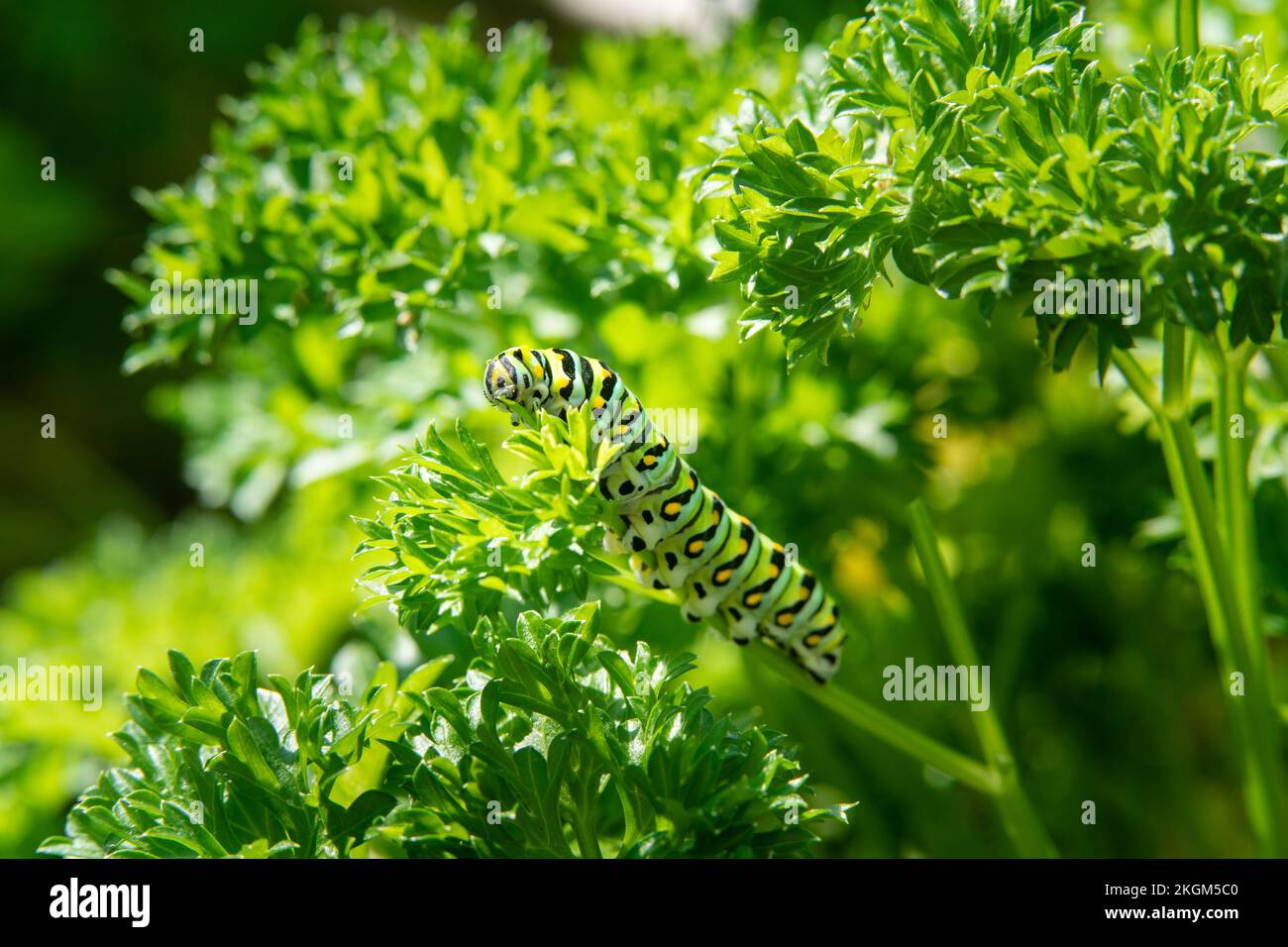 A parley worm eats the leaves of a garden plant Stock Photo