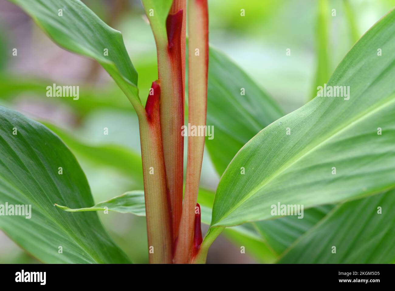 Ornamental ginger plant hires stock photography and images Alamy