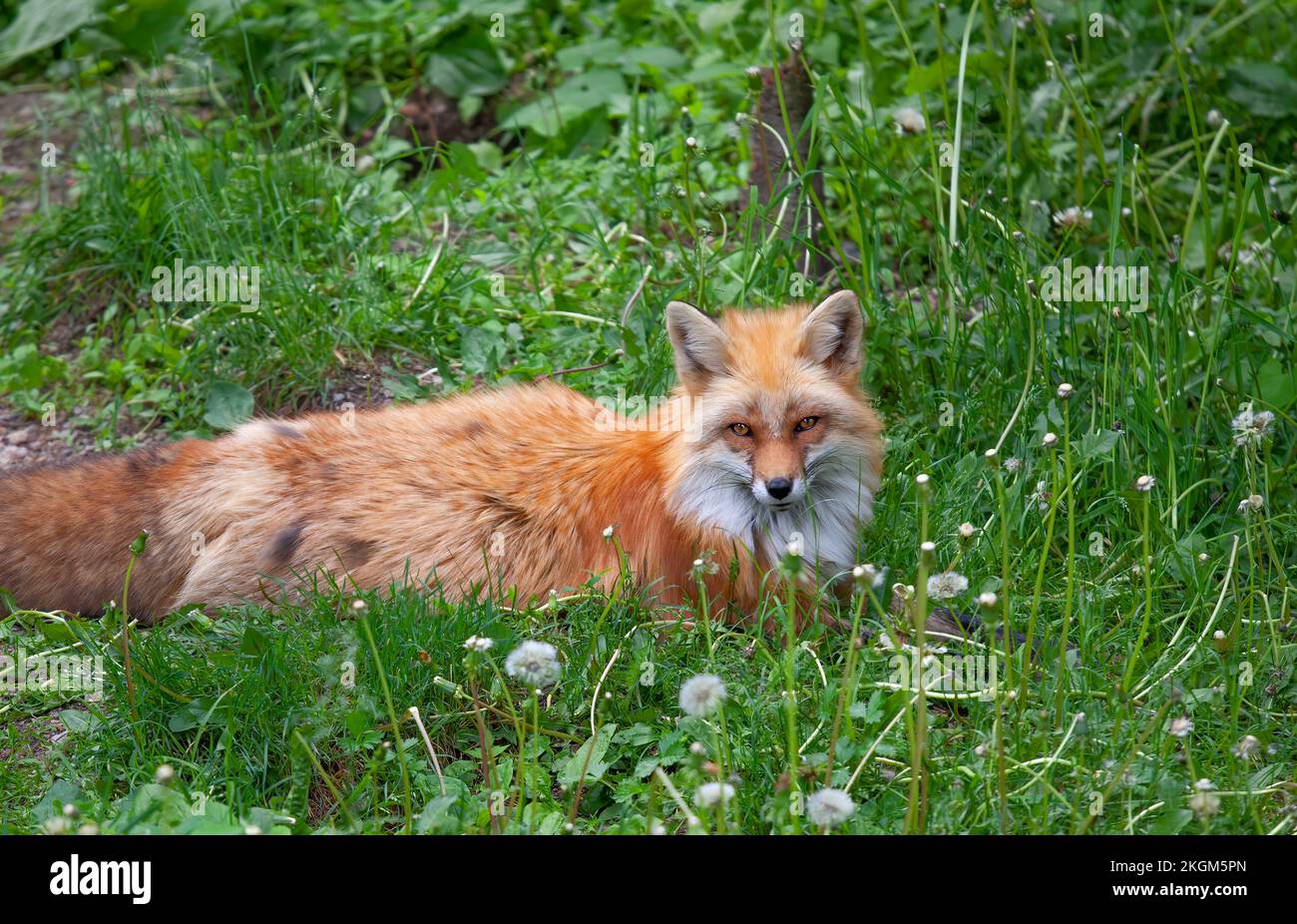 Red fox with a bushy tail lying in the grass in Algonquin Park, Canada ...