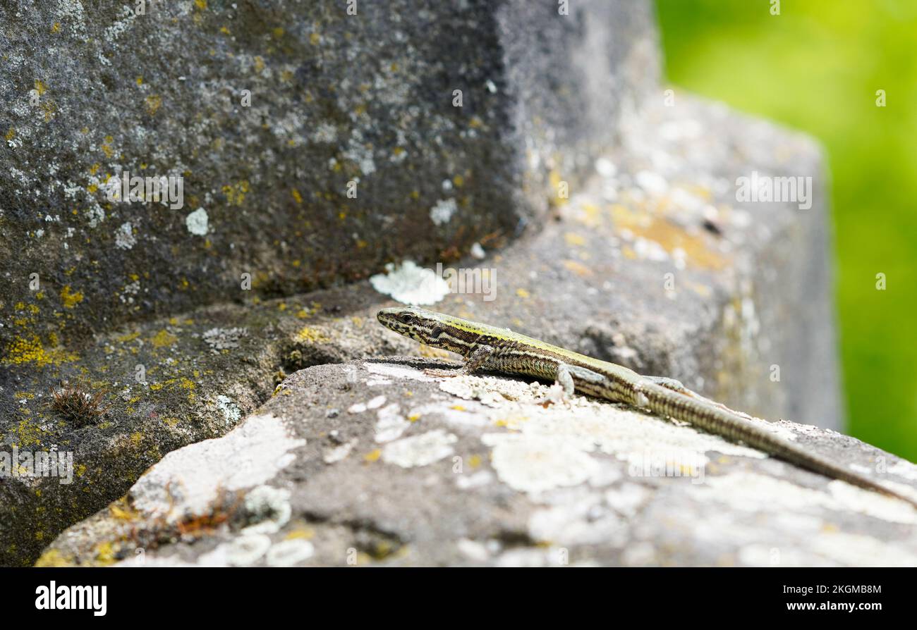 Wall lizard on an old wall. Podarcis muralis. Stock Photo