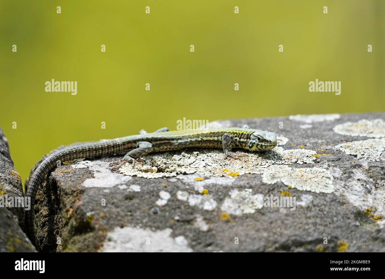 Wall lizard on an old wall. Podarcis muralis. Stock Photo