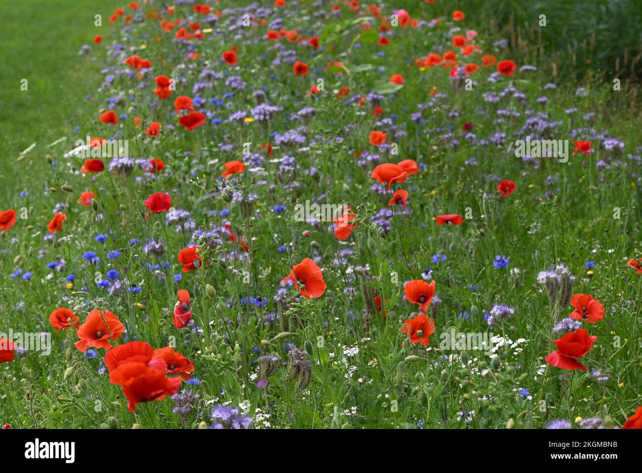 Roadside flowers poppies and other anual flowers. Stock Photo