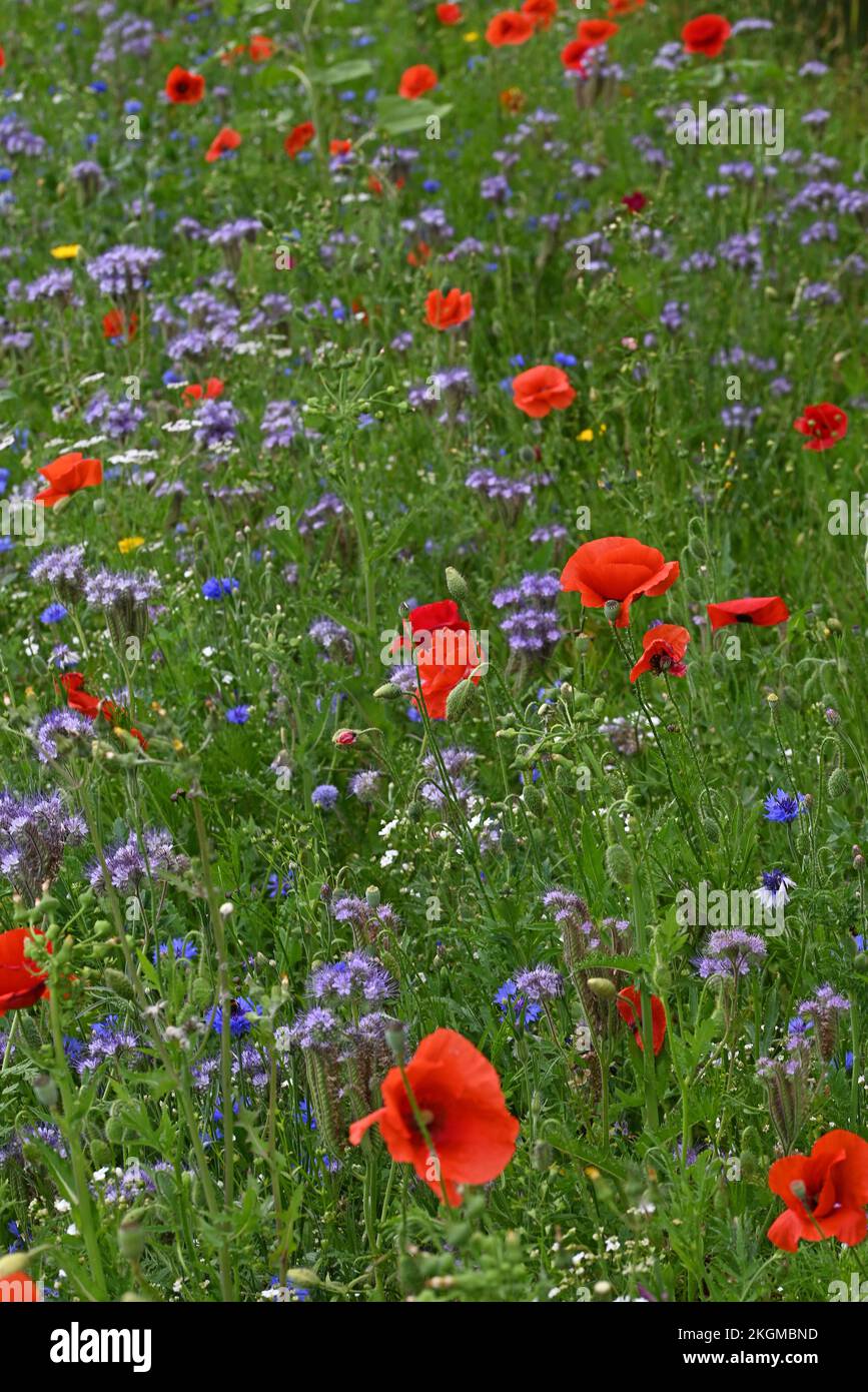 Roadside flowers poppies and other anual flowers. Stock Photo