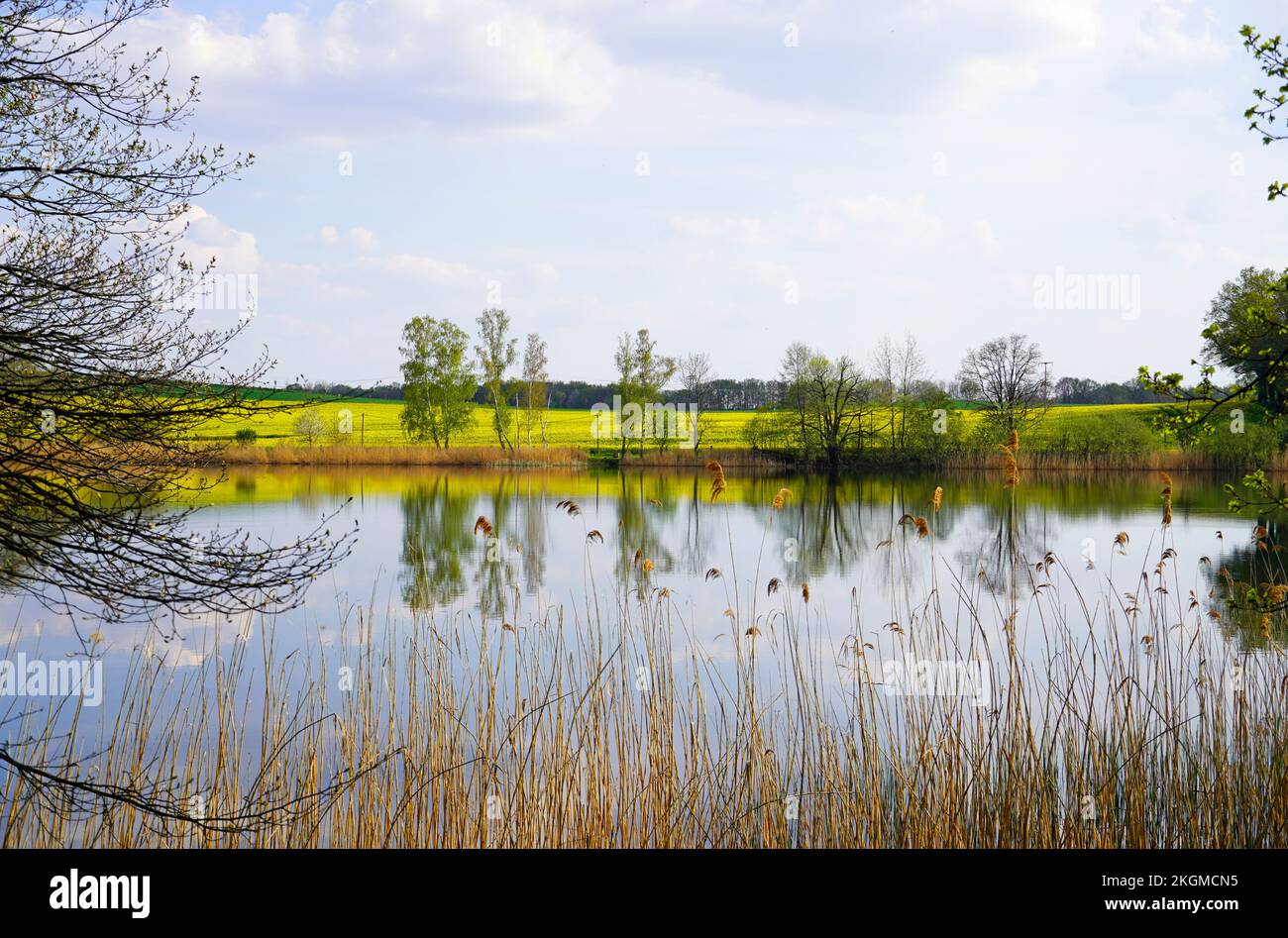 Lower forest pond. Lake with landscape near Moritzburg, Saxony. Niederer Waldteich. Stock Photo
