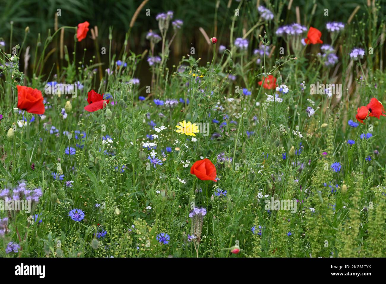 Roadside flowers poppies and other anual flowers. Stock Photo