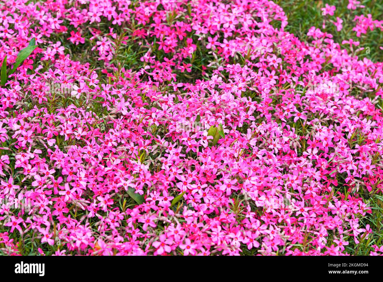 Upholstery phlox close-up. Flowering groundcover for the garden. Phlox subulata. Stock Photo
